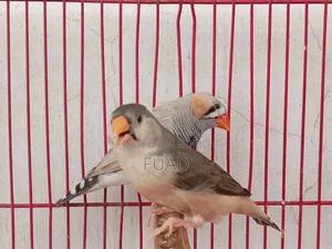 Zebra Finch