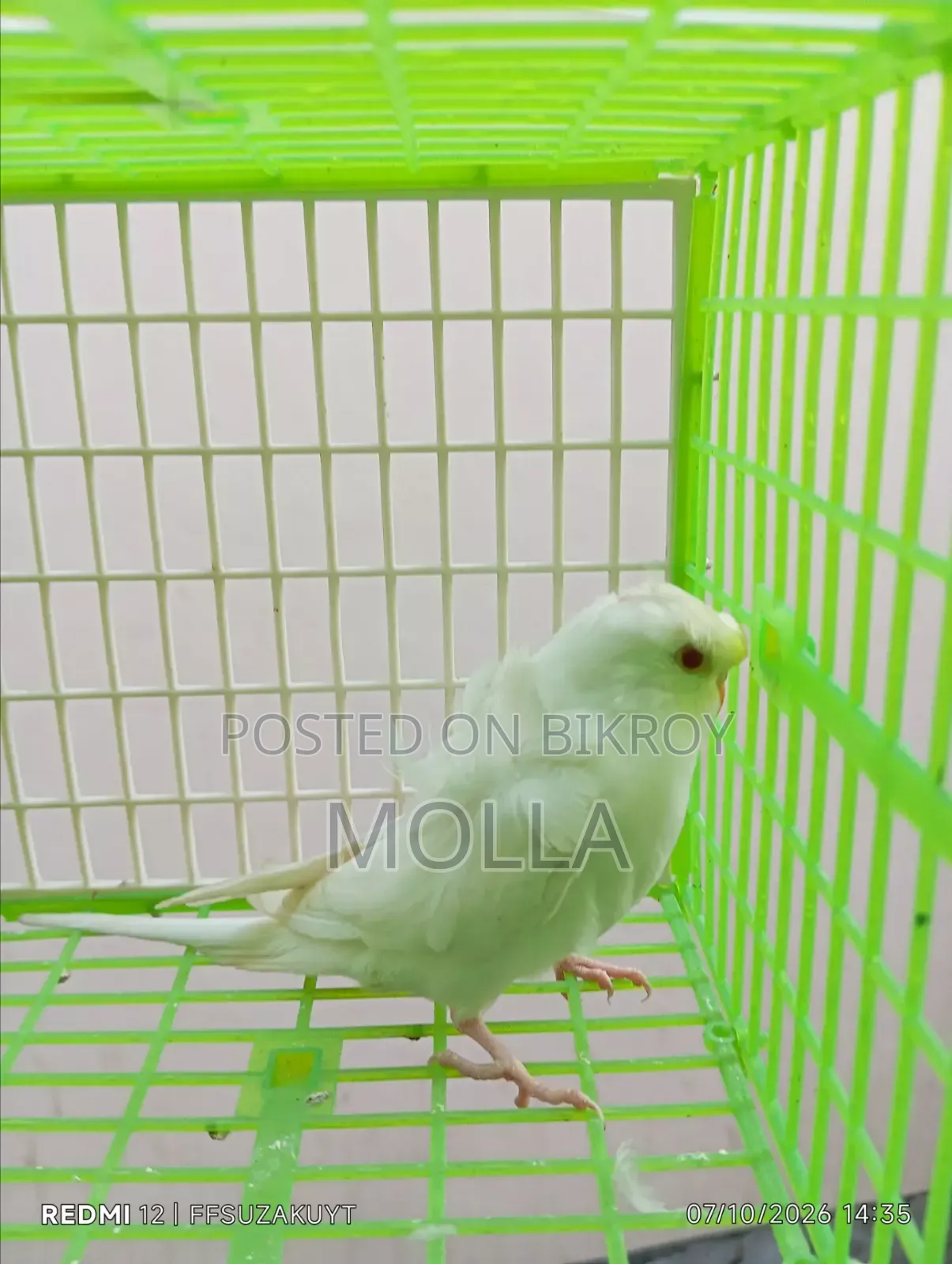 Japanese Budgie Red Eye Double Flower