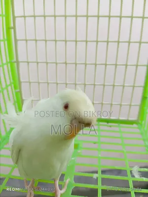 Japanese Budgie Red Eye Double Flower