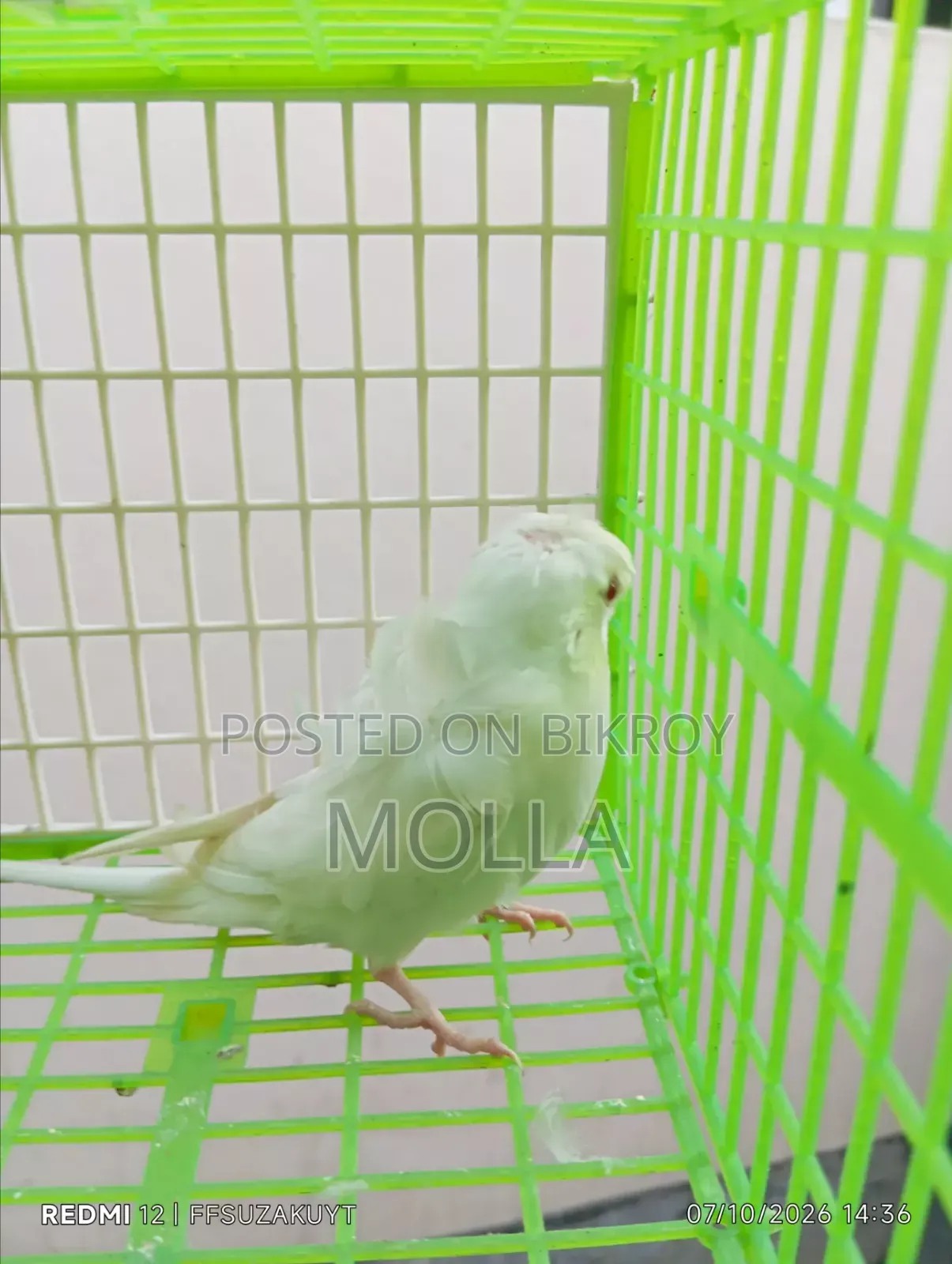 Japanese Budgie Red Eye Double Flower