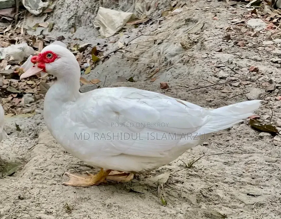 সাদা চীনা হাঁস (রানিং)