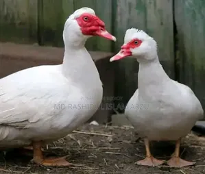 সাদা চীনা হাঁস (রানিং)