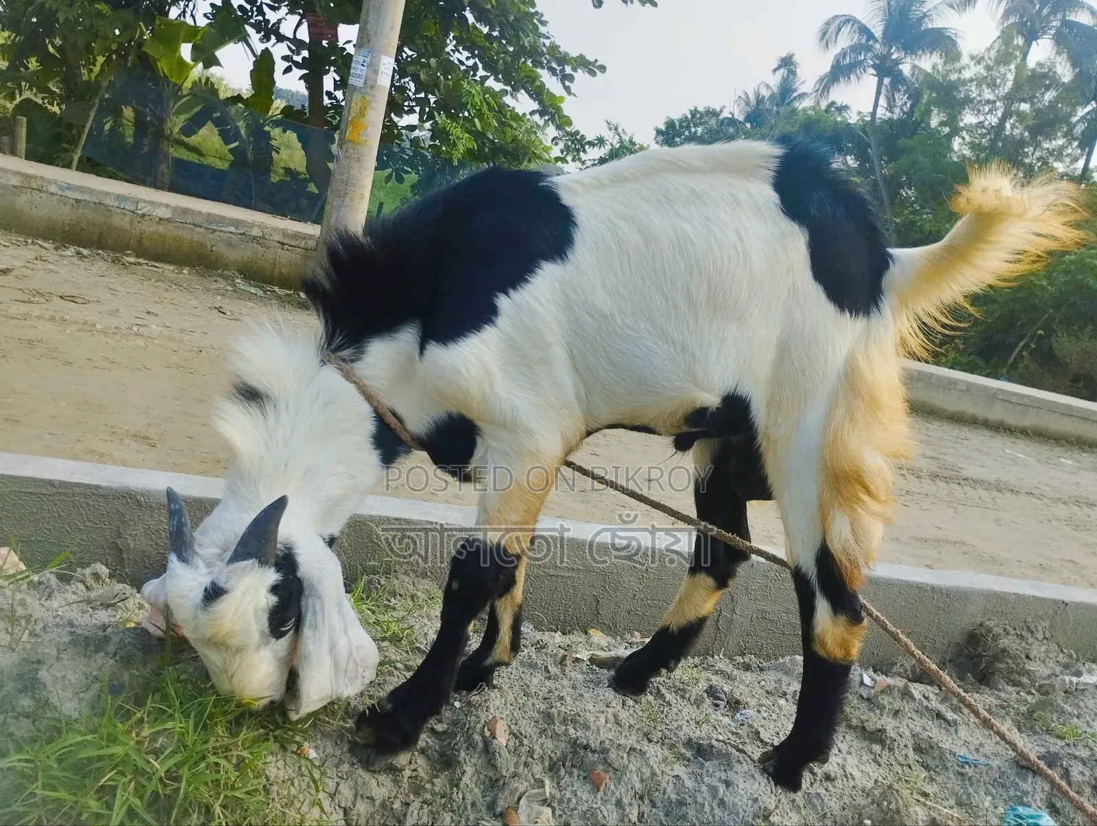 Male Goat Beetle