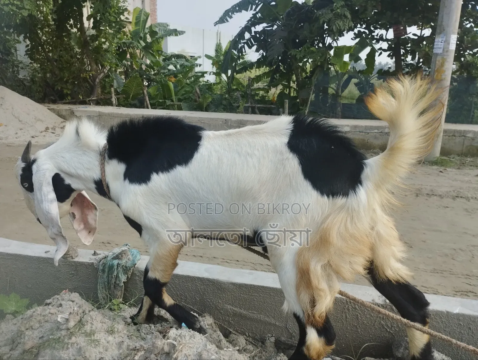 Male Goat Beetle