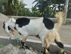 Male Goat Beetle