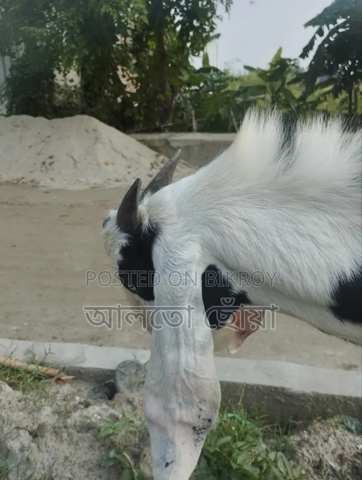 Male Goat Beetle