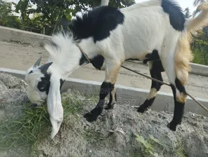 Male Goat Beetle