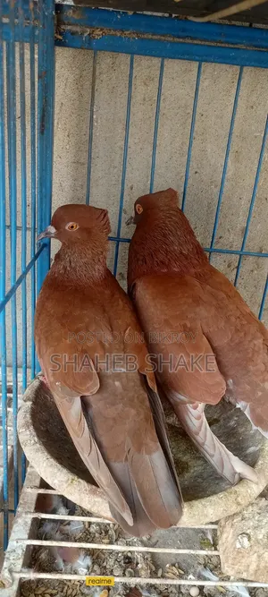 Kukua Pigeon