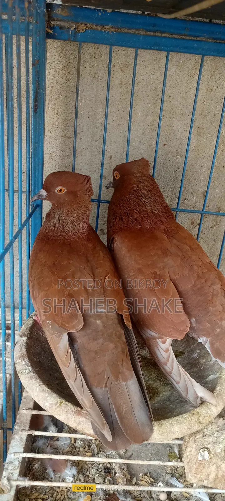 Kukua Pigeon