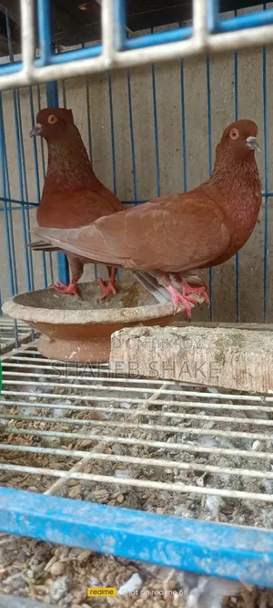 Kukua Pigeon