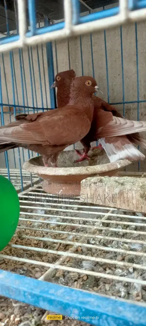 Kukua Pigeon