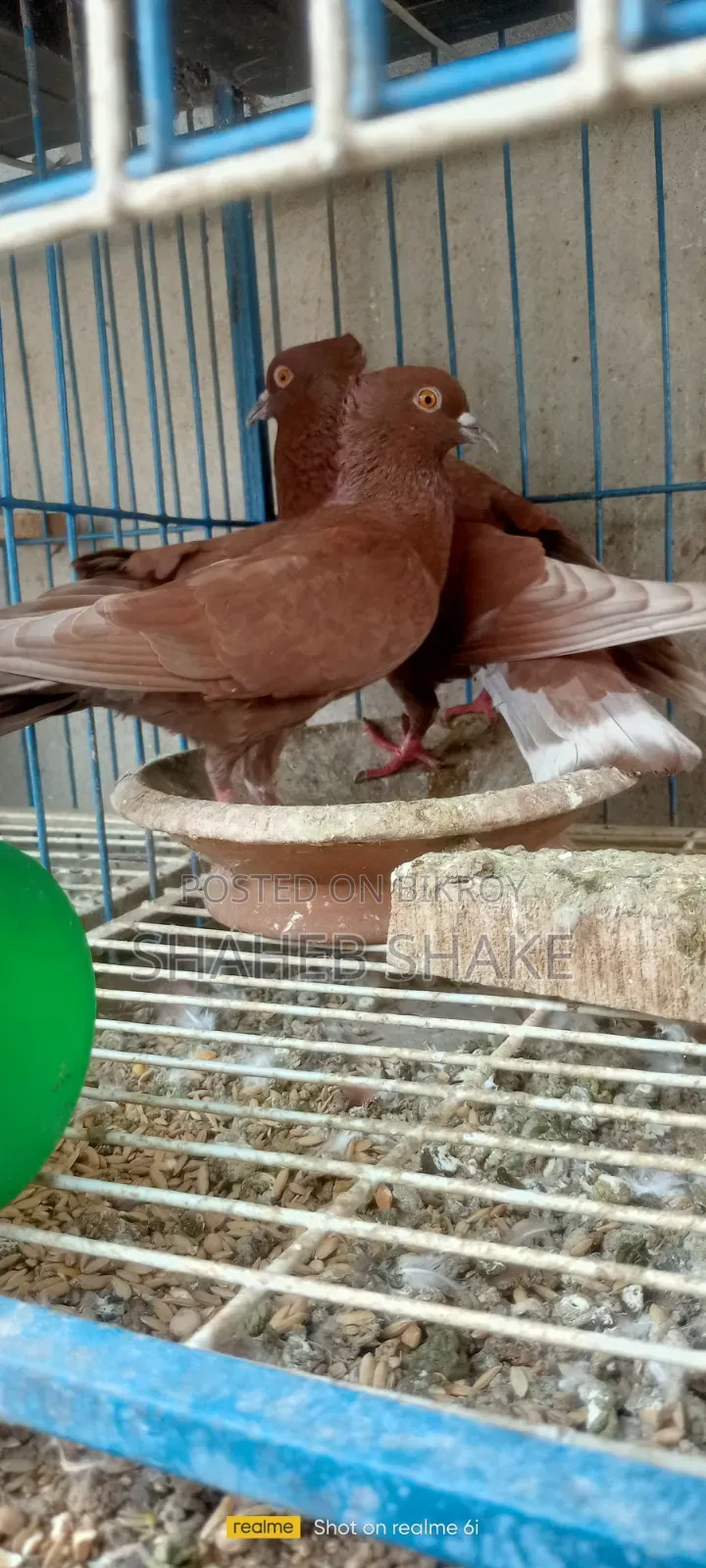 Kukua Pigeon