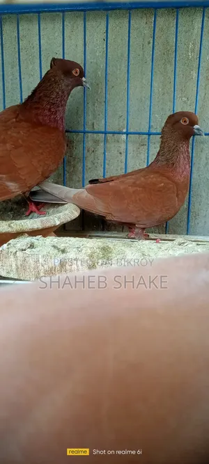 Kukua Pigeon
