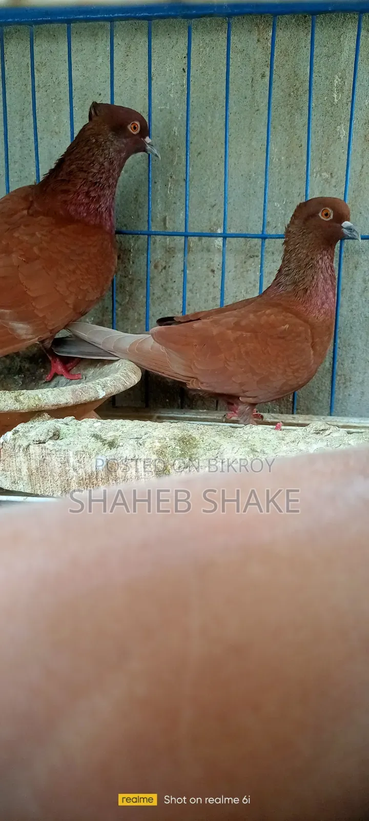 Kukua Pigeon