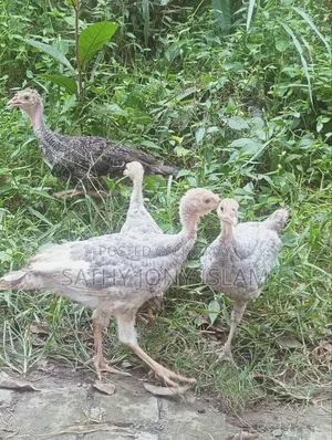 Turkey Chicken
