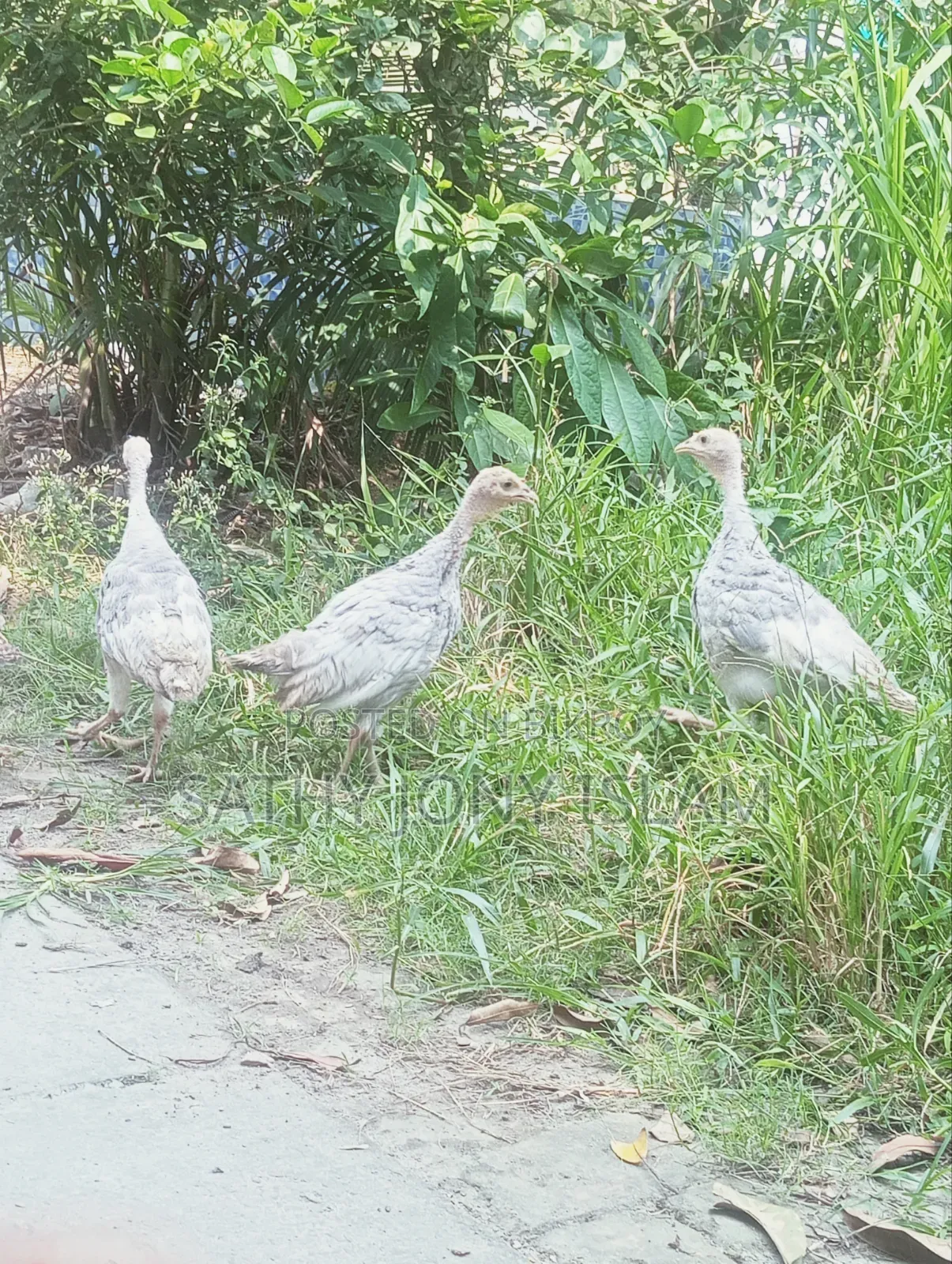 Turkey Chicken