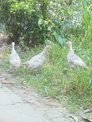 Turkey Chicken