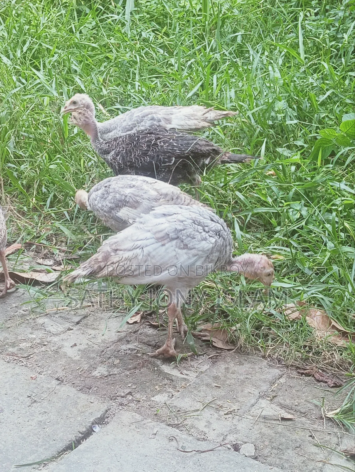 Turkey Chicken