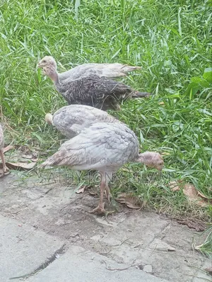 Turkey Chicken