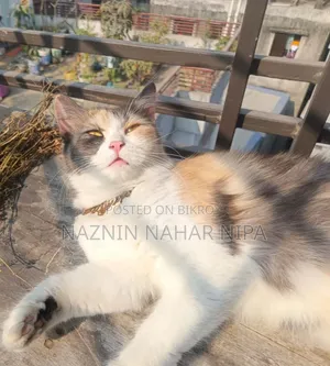 ১+ বছরের নারী মিক্সড ব্রিড পার্সিয়ান বিড়াল