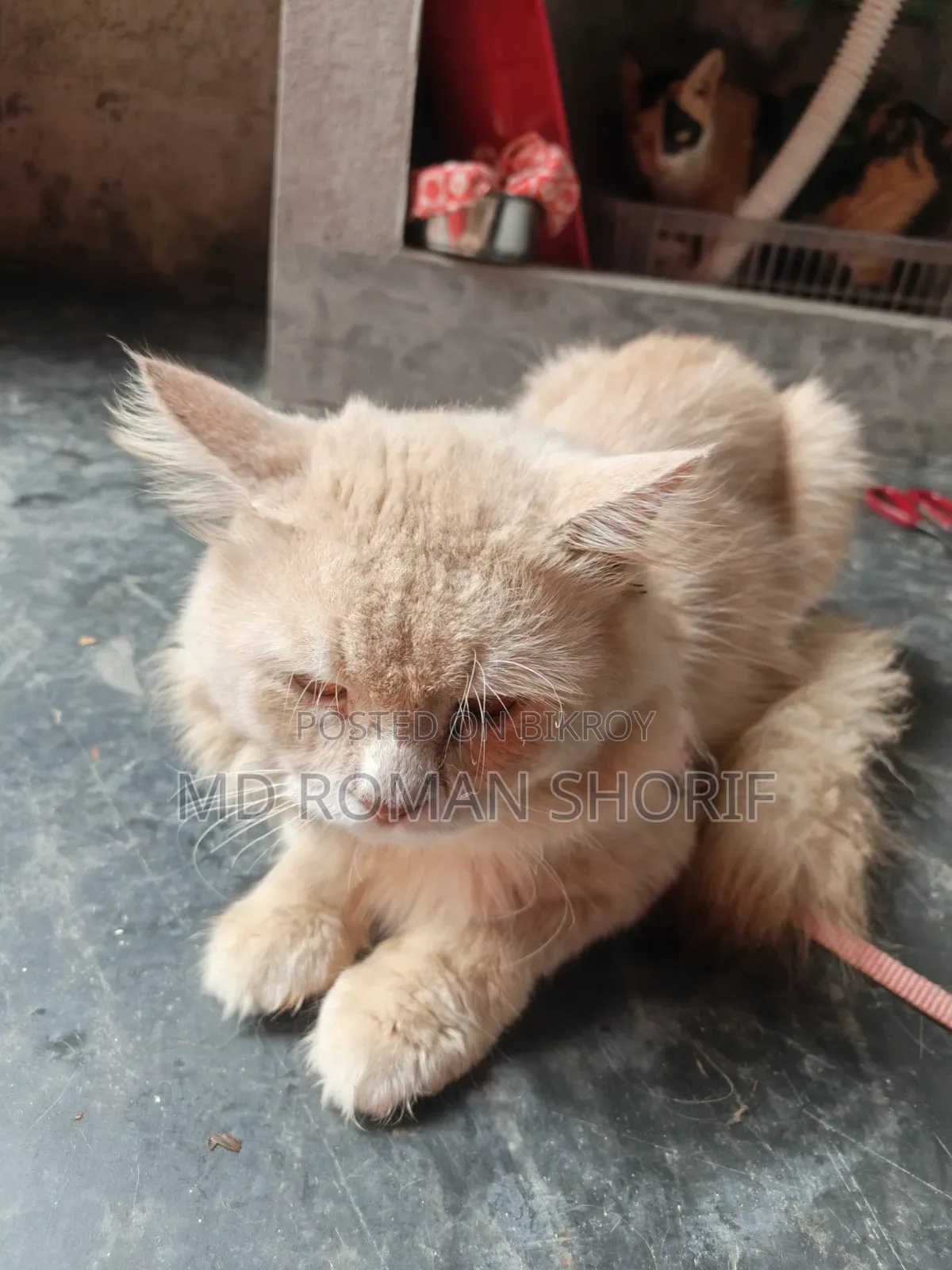 3-6 months Male Purebred Persian