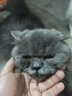 3-6 months Male Purebred Persian