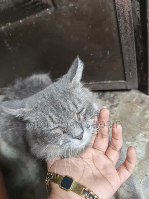 3-6 months Male Purebred Persian