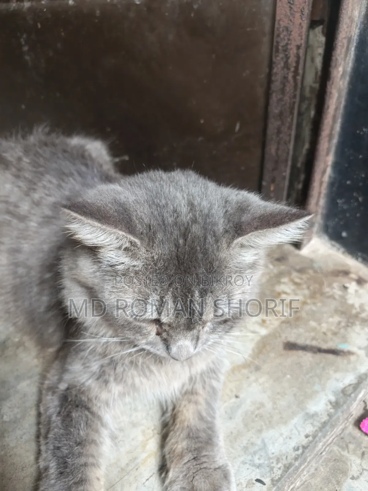 3-6 months Male Purebred Persian