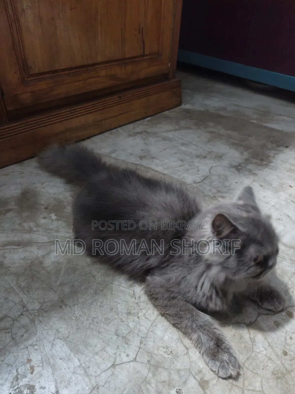 3-6 months Male Purebred Persian