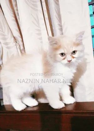 1-3 months Male Purebred Persian