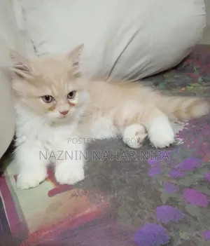 1-3 months Male Purebred Persian
