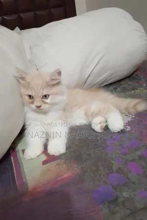 1-3 months Male Purebred Persian