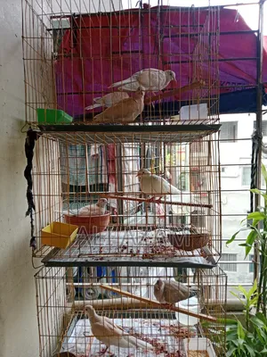 4 pairs of Dove birds for sale along with cage and eggs/chicks.