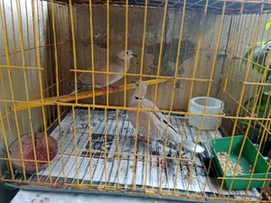 4 pairs of Dove birds for sale along with cage and eggs/chicks.