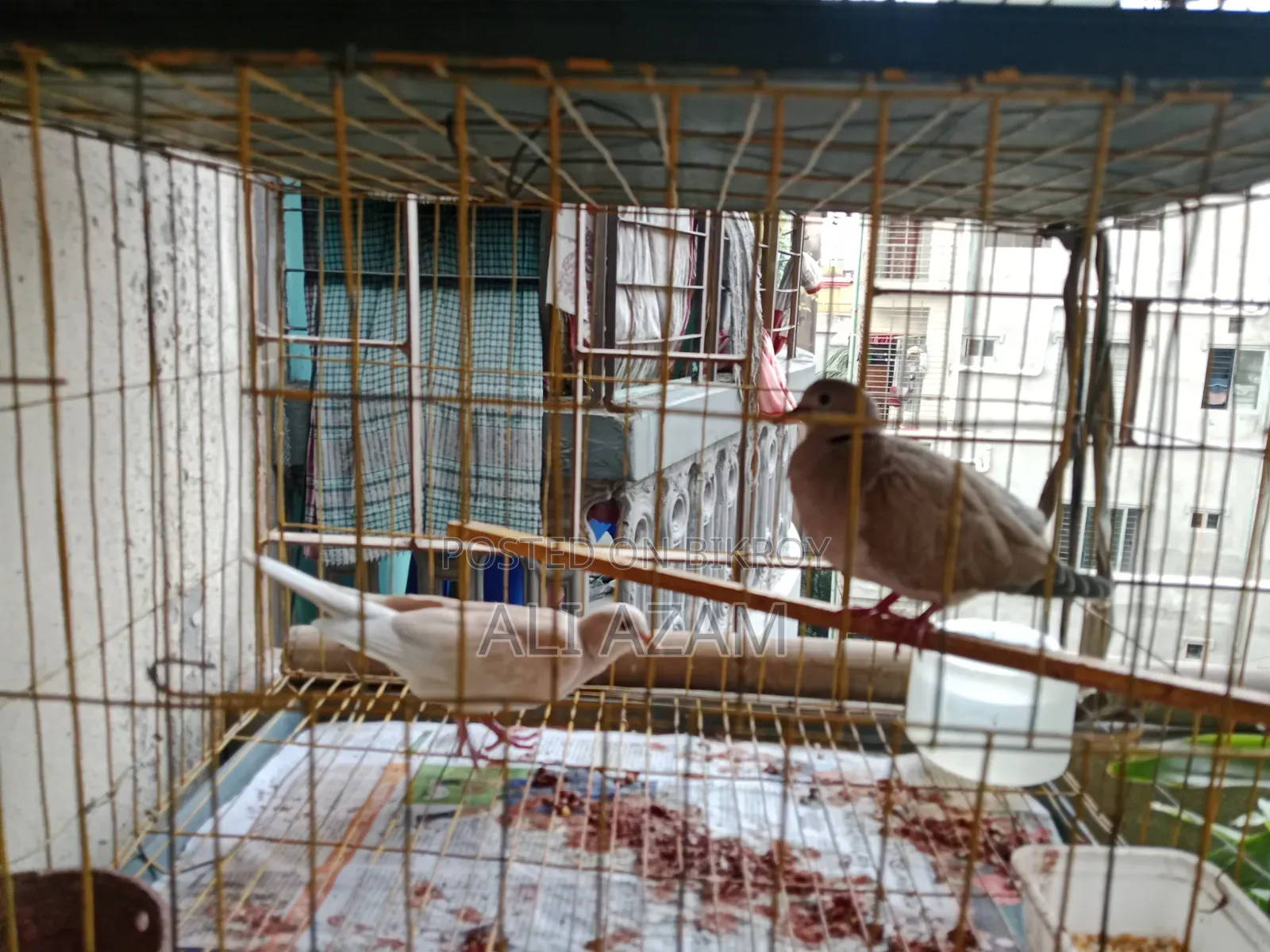 4 pairs of Dove birds for sale along with cage and eggs/chicks.