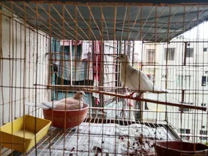 4 pairs of Dove birds for sale along with cage and eggs/chicks.