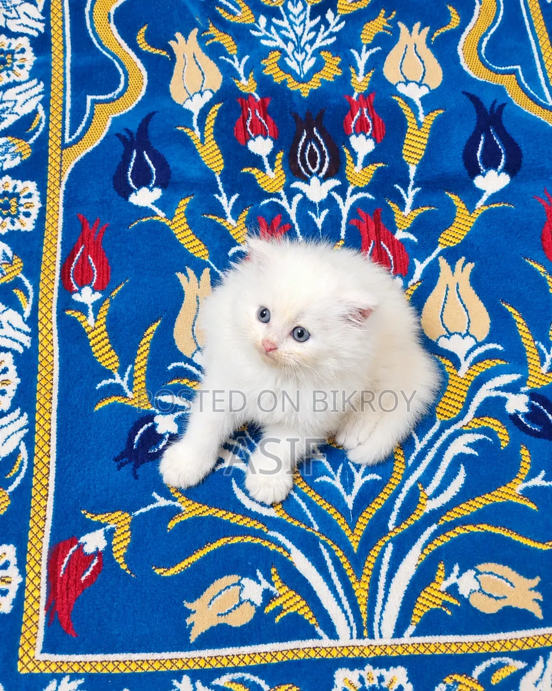 0-1 Month Male Purebred Persian