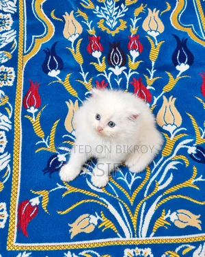 0-1 month Male Purebred Persian