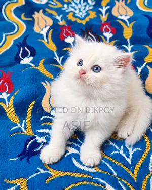0-1 Month Male Purebred Persian