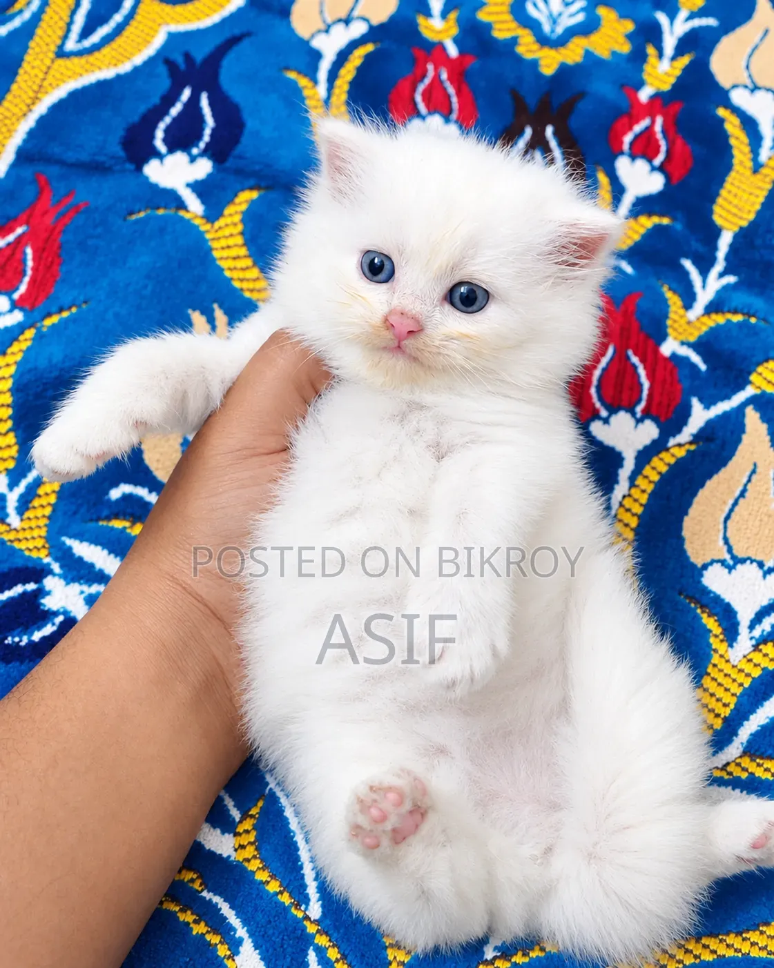 0-1 Month Male Purebred Persian