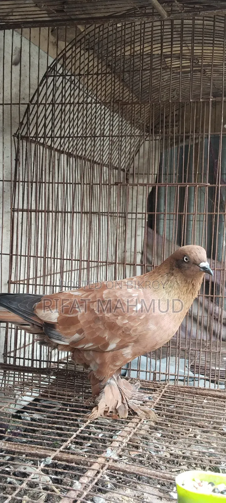 লাল চিলা মেইল বিক্রির জন্য।
