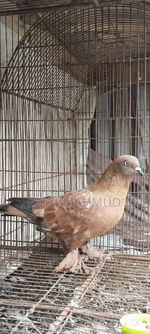 লাল চিলা মেইল বিক্রির জন্য।
