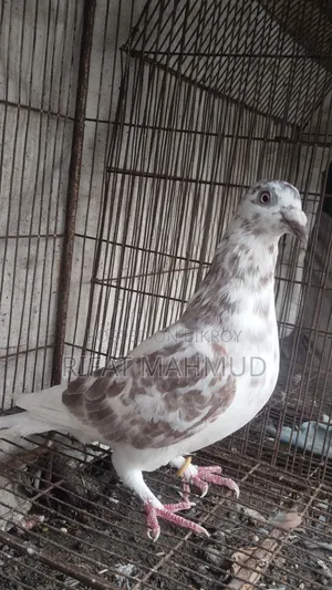 মিলি রেসার
