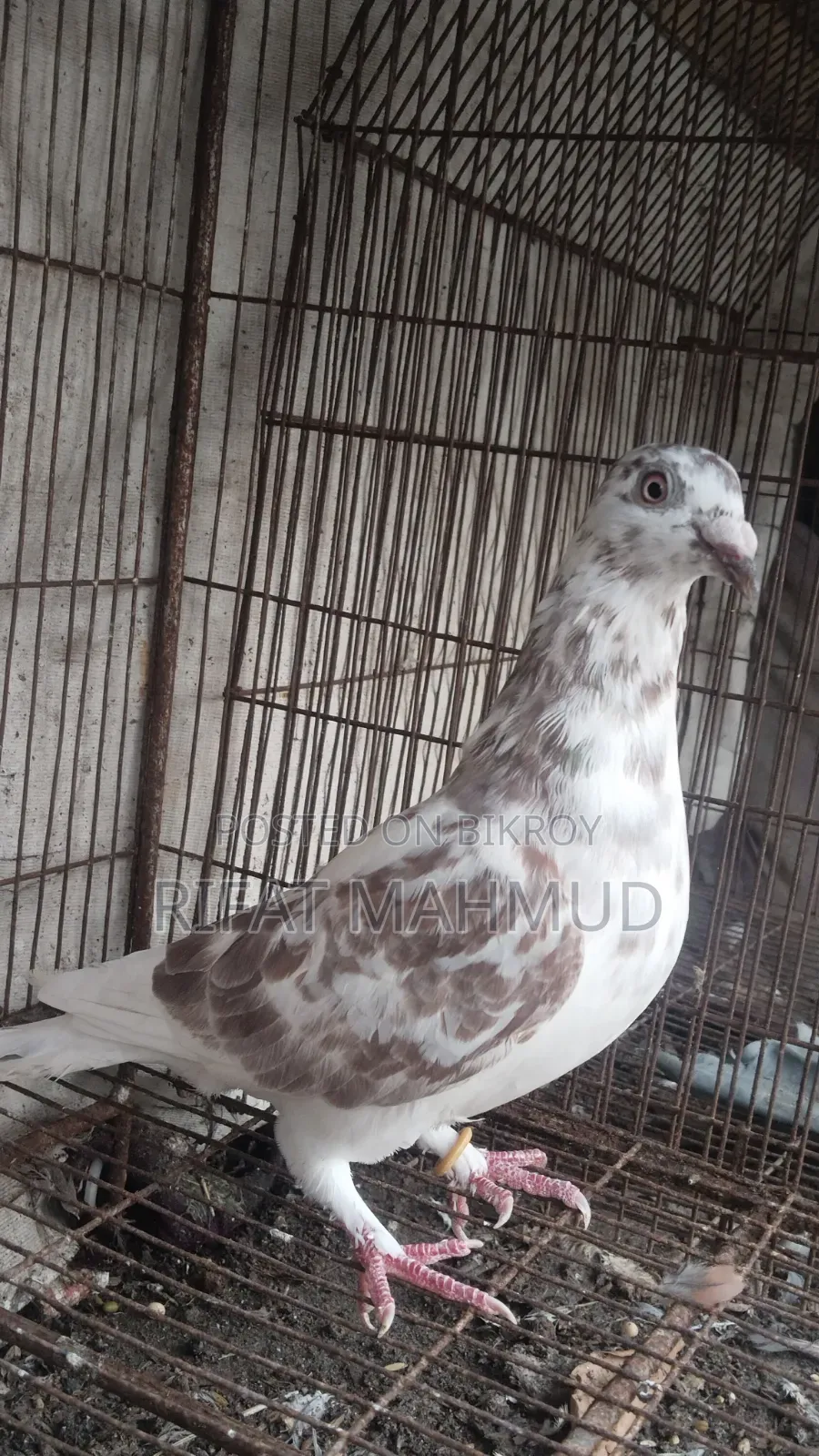মিলি রেসার