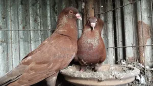 কিং সাইজ লাল তুলি