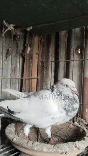 বাহুবলী !!