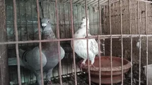 মিলি রেসার বিক্রির জন্য