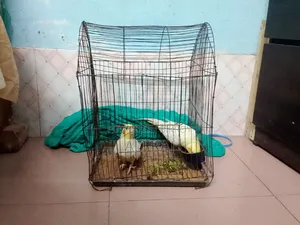 এক জোরা কোকাটেল রানিং পেয়ার ৫০০০