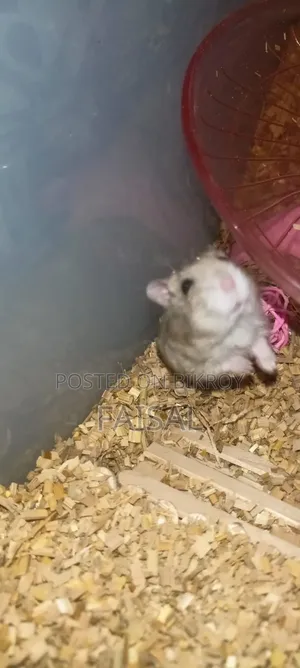 Hamster (Winter White Dwarf)