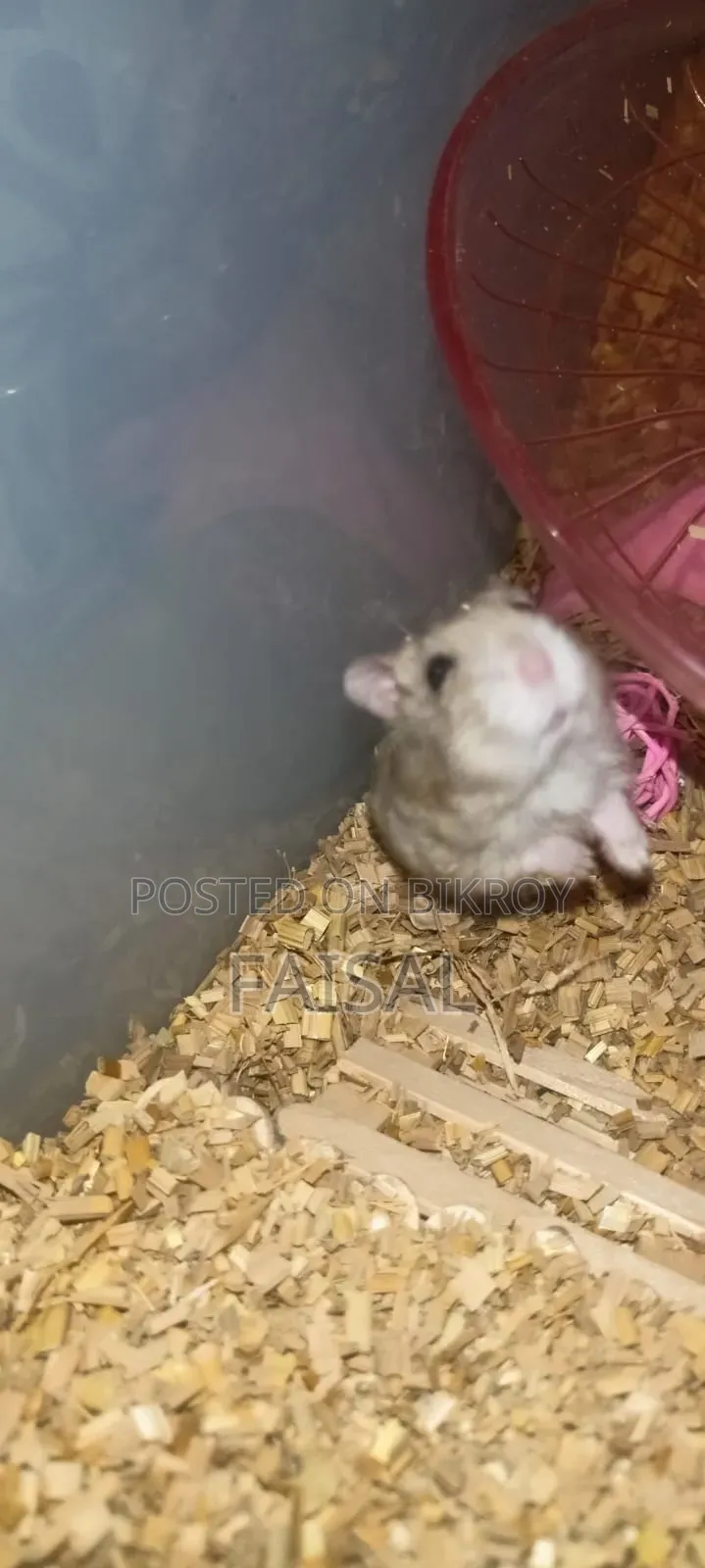 Hamster (Winter White Dwarf)